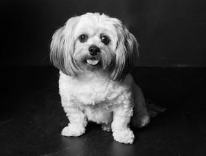 Fundraising Page: Ginger Peek